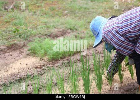 Ein engagierter Gärtner pflegt sorgfältig frische grüne Zwiebeln auf dem Feld und zeigt die harte Arbeit und die Verbindung zur Natur in der Landwirtschaft. Stockfoto