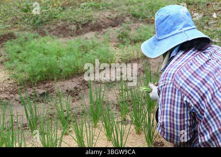 Ein engagierter Gärtner pflegt sorgfältig frische grüne Zwiebeln auf dem Feld und zeigt die harte Arbeit und die Verbindung zur Natur in der Landwirtschaft. Stockfoto
