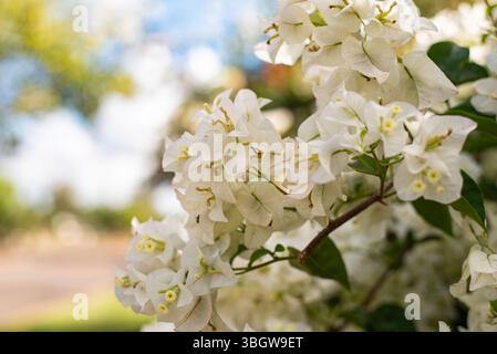 Weiße Bougainvillea Blumen Stockfoto
