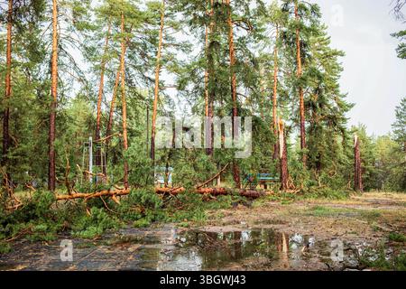 Umgestürzte Bäume und Trümmer in einem Wald nach einem Sommersturm, der die Widerstandsfähigkeit der Natur zeigt Stockfoto