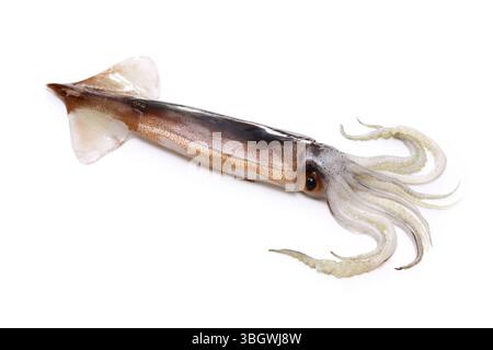 Japanischer fliegender Tintenfisch isoliert auf weißem Hintergrund Stockfoto