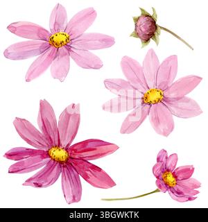 Aquarellset mit Kosmos Blumen- und Blattelementen. Rosa Sommerblume isoliert auf weißem Hintergrund. Stockfoto