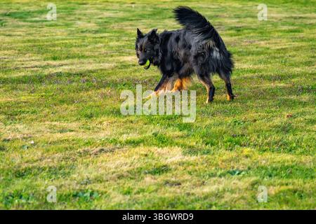 Junger schwarzer Hund, böhmischer Hirte spielt mit einem kleinen Ball auf der Wiese. Er blickt mit Ball im Mund zurück. Stockfoto