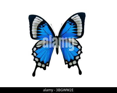 Blauer Schmetterling auf weißem Hintergrund Stockfoto