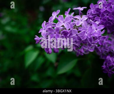 Makroaufnahme von violetten Fliederblüten in voller Blüte. Stockfoto