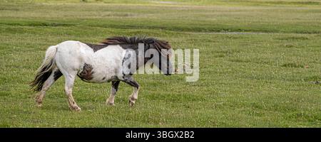 Ein Panoramabild des wilden Bodmin Ponyons Bodmin Moor in Cornwall in Großbritannien. Stockfoto