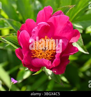 Lebhafte rote/violette Blüten der Pfingstrose, Paeonia Officinalis UK Mai Stockfoto