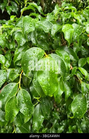 Karachi, Pakistan - 18. April 2025: Bündel frischer gelber reifer Zitronen auf Zitronenbaumzweigen auf der Farm Karachi Sindh Stockfoto