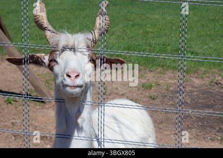 Eine junge weiße Ziege aus Vintorogo steckte ihren Maul durch das Zaunnetz. Tiere in einem Zoo halten. Markhor Ziege im Zoopark. Stockfoto