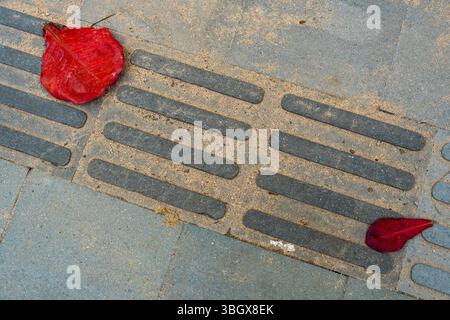 Rotes Blatt liegt auf einem Bürgersteig neben einem Gitter. Das Blatt ist leicht nass und es ist das einzige seiner Art in der Szene Stockfoto