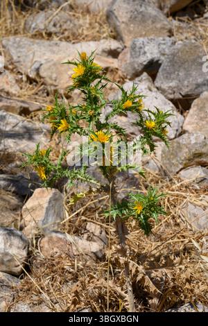 Spanische Golddistel (Scolymus hispanicus), fotografiert im Mai in Obergaliläa, Israel Stockfoto