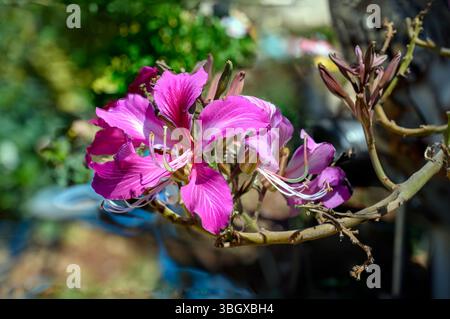 Nahaufnahme der Blume der Bauhinia variegata ist eine Art blühender Pflanze aus der Familie der Hülsenfrüchte Fabaceae, gebräuchliche Namen sind Orchideenbaum und Mo Stockfoto