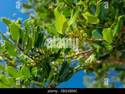 Heimischer stechpalme (Ilex aquifolium) mit reichlich grünen, unreifen Beeren im August, in der Nähe von Hungry Hill, Beara Peninsula, County Cork, Irland Stockfoto