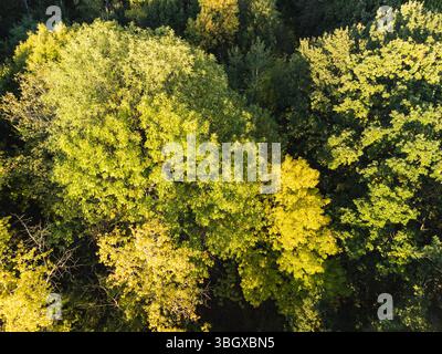 Blick von oben auf grüne, leuchtende, sonnige Waldgipfel Stockfoto