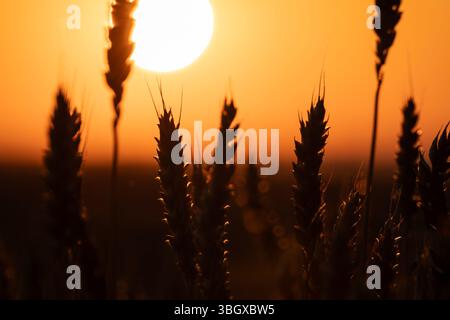 Nahaufnahme von Weizenspitzen mit dem Sonnenuntergang über der Sonne, aufgenommen in lebendiger, kontrastfarbener Beleuchtung Stockfoto