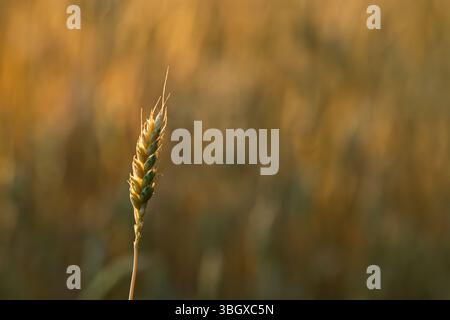 Weizenspitze, sonnendurchflutete Nahaufnahme auf verschwommenem Hintergrund Stockfoto
