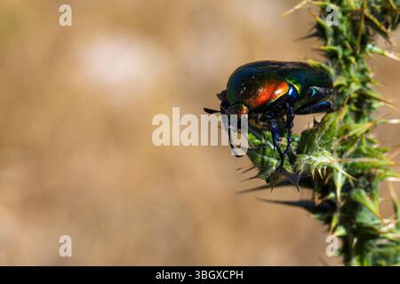 Protaetia cuprea, auch bekannt als Kupferscheuer, ist eine Art von Scheuern aus der Familie der Scarabaeidae. Diese Art ist auch bekannt als Rosenscheuer Ph Stockfoto