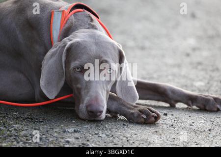 Ein weimaraner wartet Stockfoto