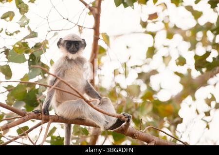 Northern Plains Gray Langur Ape, Semnopithecus Entellus Affe sitzend auf Einem Baum, Wildtiere Indiens, Dschungel und Regenwaldtiere Stockfoto