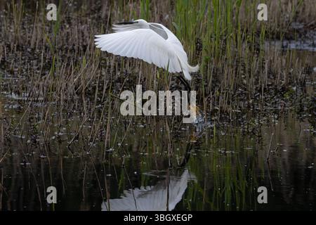 Kleiner Egret (Egretta Garzetta) Suffolk Mai 2025 Stockfoto