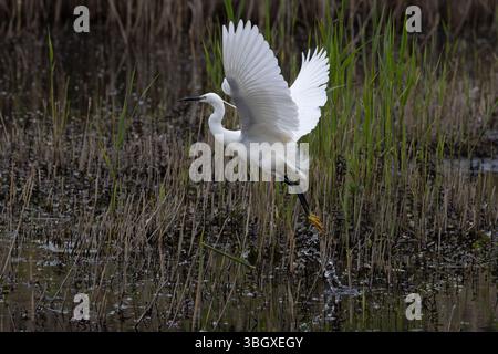 Kleiner Egret (Egretta Garzetta) Suffolk Mai 2025 Stockfoto