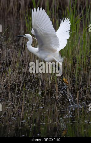Kleiner Egret (Egretta Garzetta) Suffolk Mai 2025 Stockfoto