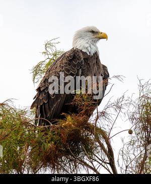 Ein Weißkopfseeadler in einer Zypresse im Orlando Wetlands Park in Florida. Stockfoto