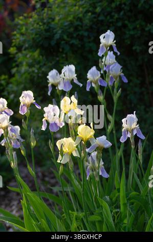 Bärtige Irisblüten mit zarten gelben und lilafarbenen Blüten blühen in einem üppigen Frühlingsgarten. Hohe grüne Stiele und leuchtende Blüten sorgen für eine frische, frische Ele Stockfoto