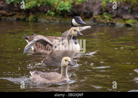 Die Kanadier-Gänsefamilie ist auf dem Wasser, ein junger Gosse schlägt mit den Flügeln. Stockfoto