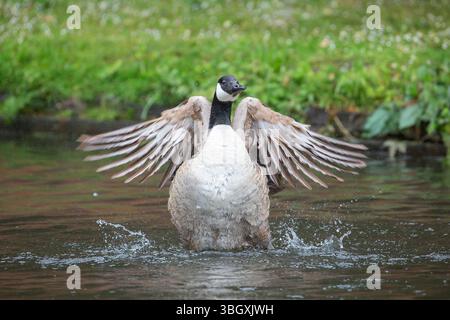 Vorderansicht einer wilden kanadischen Gans (Branta canadensis), die mit den Flügeln flattert und im Wasser herumspritzt. Stockfoto