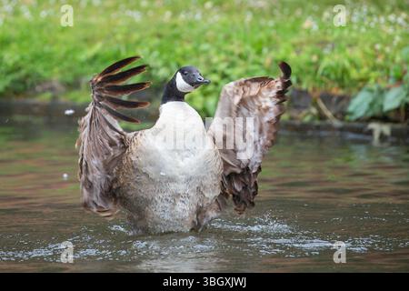 Nahaufnahme einer wilden kanadischen Gans (Branta canadensis), die mit ihren großen Flügeln flattert und im Wasser herumspritzt. Stockfoto