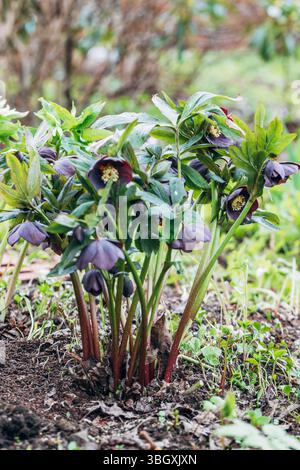 Helleborus orientalis Pretty Ellen Purple blüht im Frühling Stockfoto