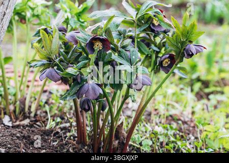 Helleborus orientalis Pretty Ellen Purple blüht im Frühling Stockfoto