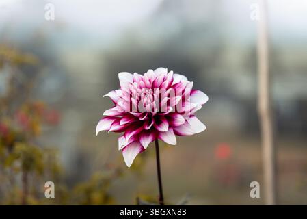 Ein Nahaufnahme-Foto zeigt eine lebendige Dahlienblume mit rosa und weißen Blüten, die hoch auf einem sanft verschwommenen Hintergrund steht. Stockfoto