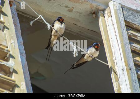 Zwei Scheunenschwalben (Hirundo rustica), die auf einem Stück Schnur über einem alten Holzladen thronten, im Sommer in Kotor Bay, Montenegro. Stockfoto