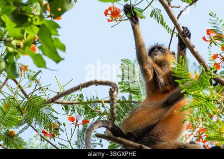 Gray Langur oder Hanuman Langur im Nationalpark in Indien. Foto von Goldkäffchen, die Blätter auf einem Baum fressen, flauschige Affen. Wilder Mönch Stockfoto