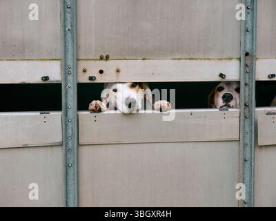 Arbeitende Jagdhunde im Käfig eines Wohnwagens auf einer Somerset Country Fair England UK Stockfoto