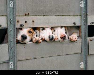 Arbeitende Jagdhunde im Käfig eines Wohnwagens auf einer Somerset Country Fair England UK Stockfoto