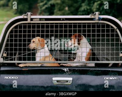 Arbeitende Jagdhunde im Käfig eines Wohnwagens auf einer Somerset Country Fair England UK Stockfoto