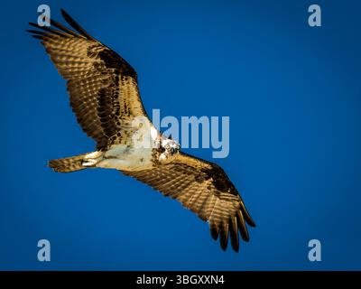 Osprey im Flug gegen Clear Blue Sky Stockfoto