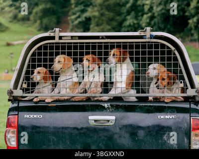 Arbeitende Jagdhunde im Käfig eines Wohnwagens auf einer Somerset Country Fair England UK Stockfoto