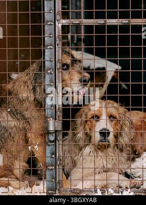 Arbeitende Jagdhunde im Käfig eines Wohnwagens auf einer Somerset Country Fair England UK Stockfoto