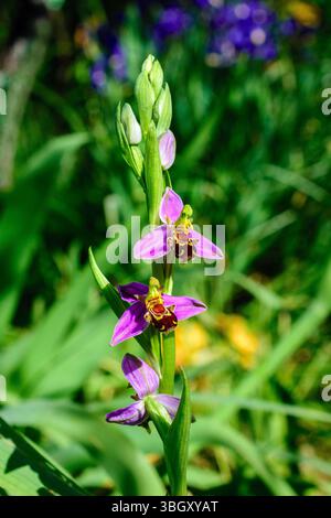 Blühende BienenOrchidee (Ophrys apifera) im Garten - Zentralfrankreich. Stockfoto