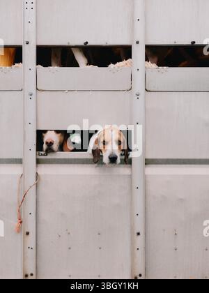 Arbeitende Jagdhunde im Käfig eines Wohnwagens auf einer Somerset Country Fair England UK Stockfoto