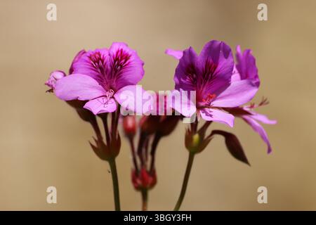Nahaufnahme zweier blühender rosafarbener pelargoniumblüten mit dunkler Mittelmarkierung, isoliert vor einem warmen, verschwommenen Hintergrund bei natürlichem Sonnenlicht. Stockfoto