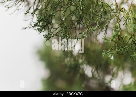 Pinetree mit Regentropfen auf den Nadeln an regnerischen Tagen im Park. Stockfoto