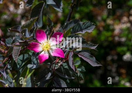 Blume von Rosa rubrifolia oder Rosa glauca. Stockfoto