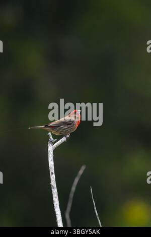 Ein männlicher Hausfinke (Haemorhous mexicanus), der auf einem toten Ast auf Santa Cruz Island im Channel Islands National Park in Kalifornien, USA, thront. Stockfoto