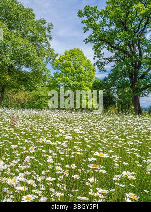Wiese mit blühenden Gänseblümchen, Wiese Ochsenaugengänzchen (Leucanthemum vulgare) im Frühsommer, Höhenried, Bernried, Bayern, Deutschland, Europa Stockfoto