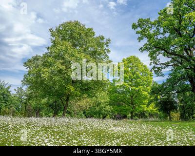 Wiese mit blühenden Gänseblümchen, Wiese Ochsenaugengänzchen (Leucanthemum vulgare) im Frühsommer, Höhenried, Bernried, Bayern, Deutschland, Europa Stockfoto